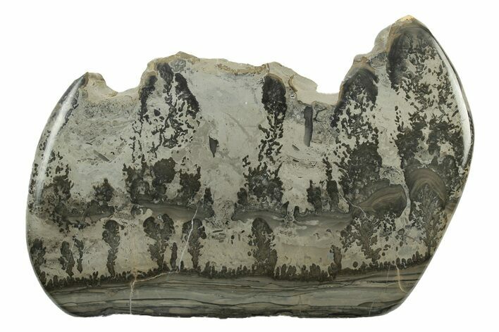 Triassic Aged Stromatolite Fossil - England #242034
